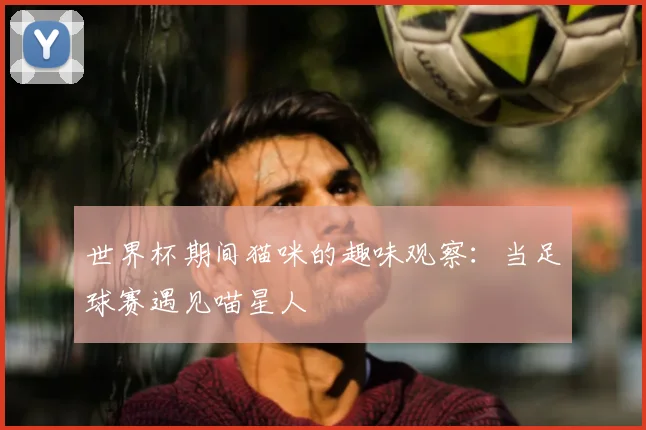 世界杯期间猫咪的趣味观察：当足球赛遇见喵星人
